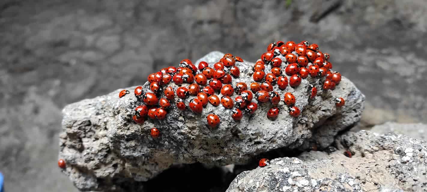 Fauna dell Etna Linguaglossa pianoprovenzana.it