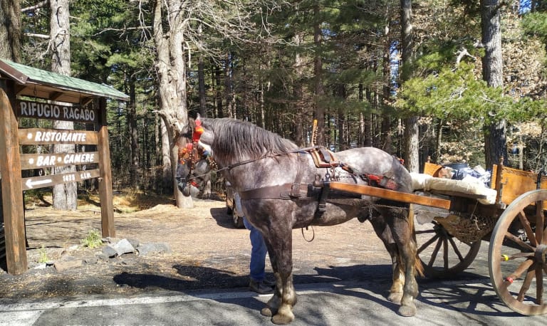 cavallo nino buttitta rifugio ragabo 1