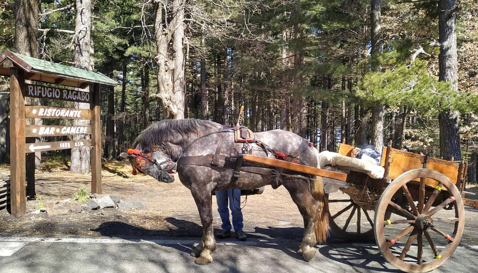 cavallo nino buttitta rifugio ragabo