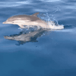 Giro in barca Taormina delfini