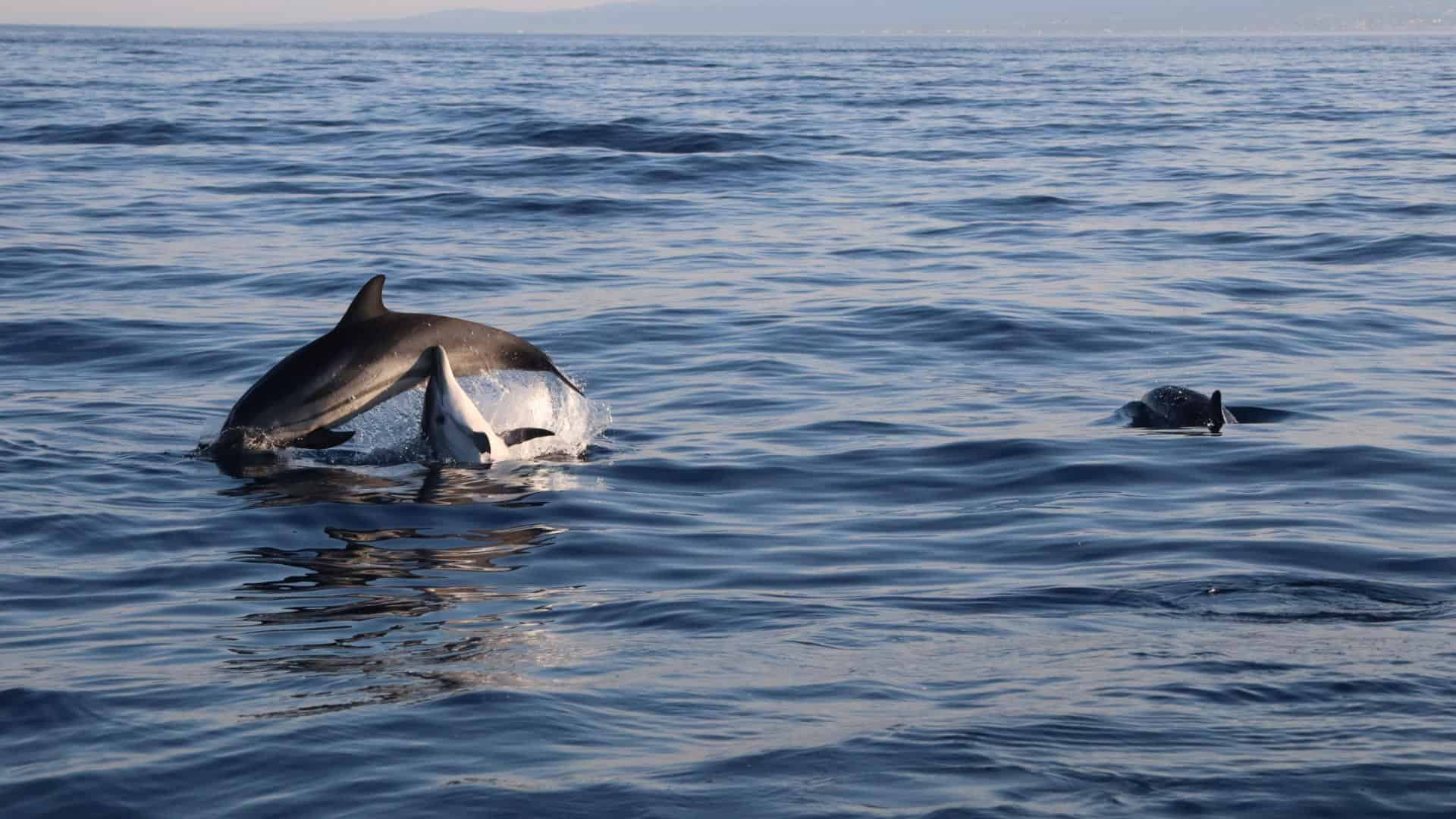 Giro in barca Taormina delfini