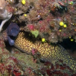 Pesce corallo snorkeling Taormina