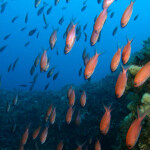 Snorkeling Taormina e Isola Bella pesce arancioni