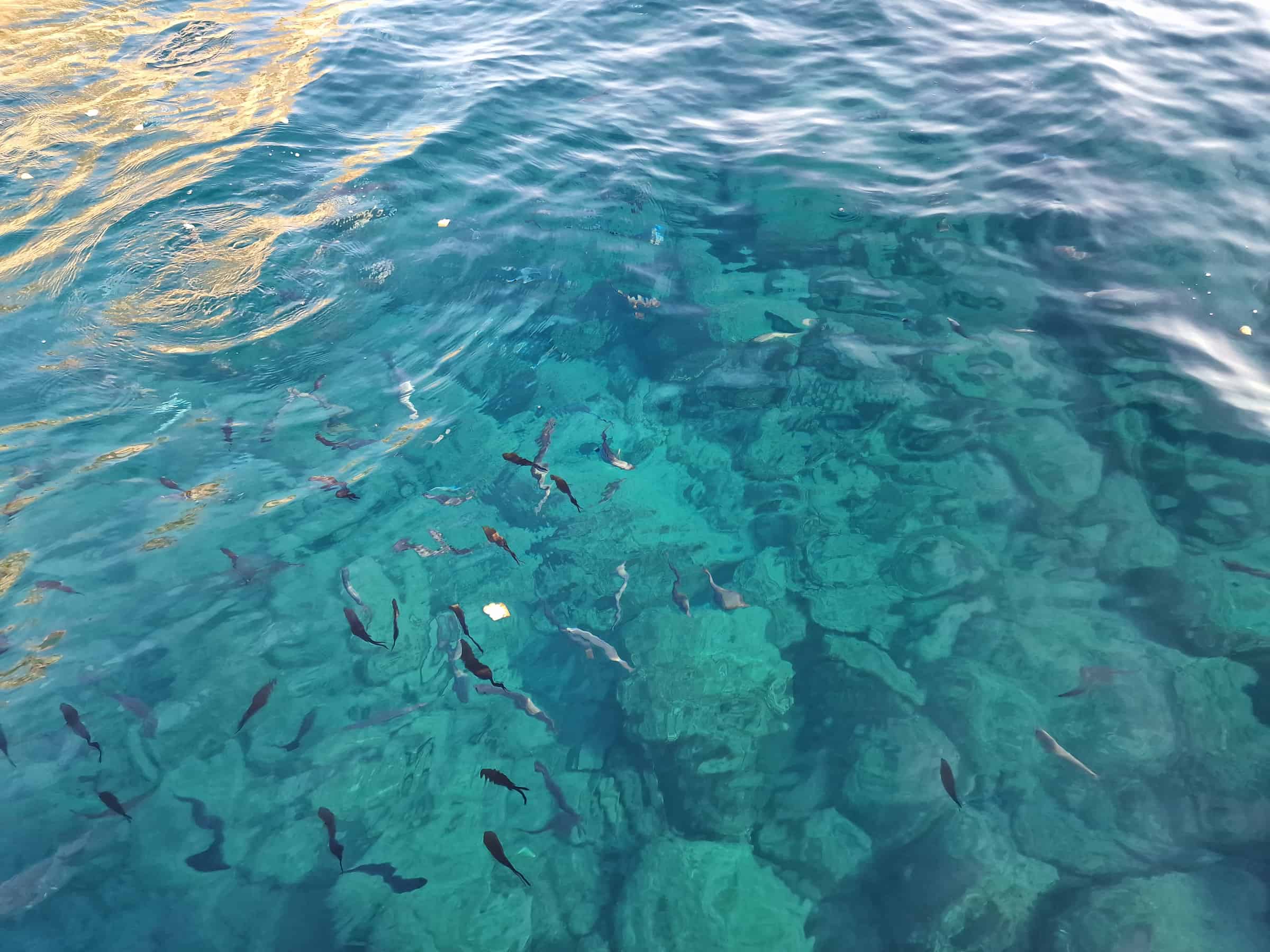 Mare tour in barca Taormina pesce
