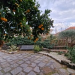 Cortile giardino Albero arance Etna Paradise