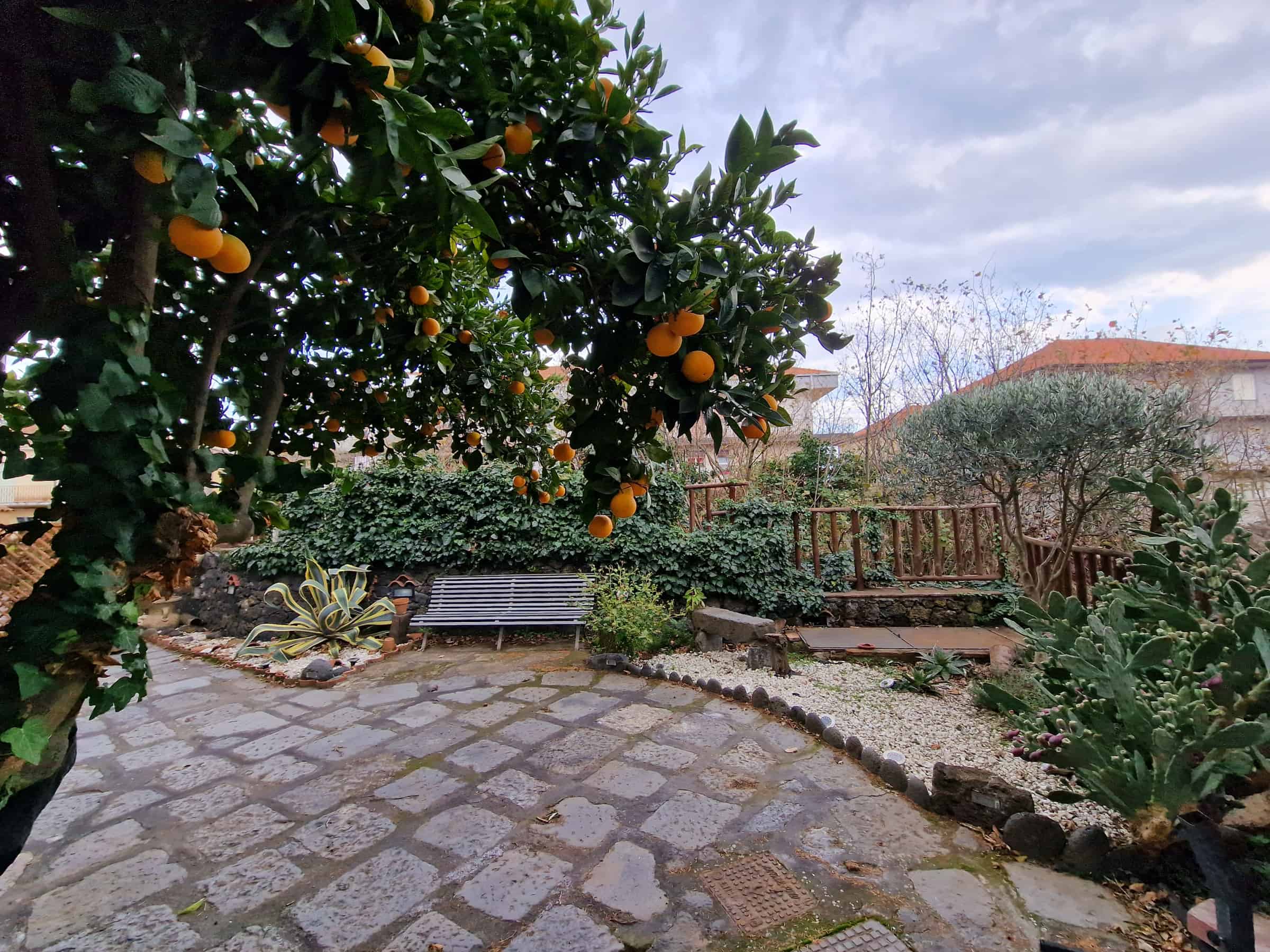 Cortile giardino Albero arance Etna Paradise