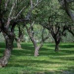 Borgata Baldazza alberi olive