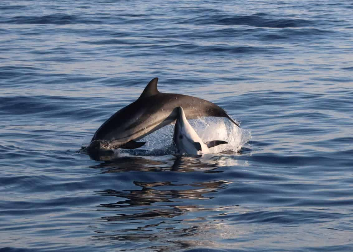 Giro in barca Taormina tramonto delfini